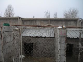 dog house roof dog house roof