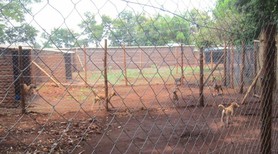 lspca new quarantine kennels 3 lspca new quarantine kennels 3