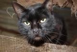 cat2 for newsletter