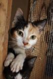 cat4 for newsletter cat4 for newsletter